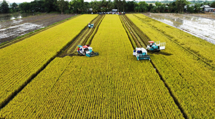 Thu hoạch lúa trong mô hình thí điểm bằng máy gặt đập liên hợp, ngày 8/7