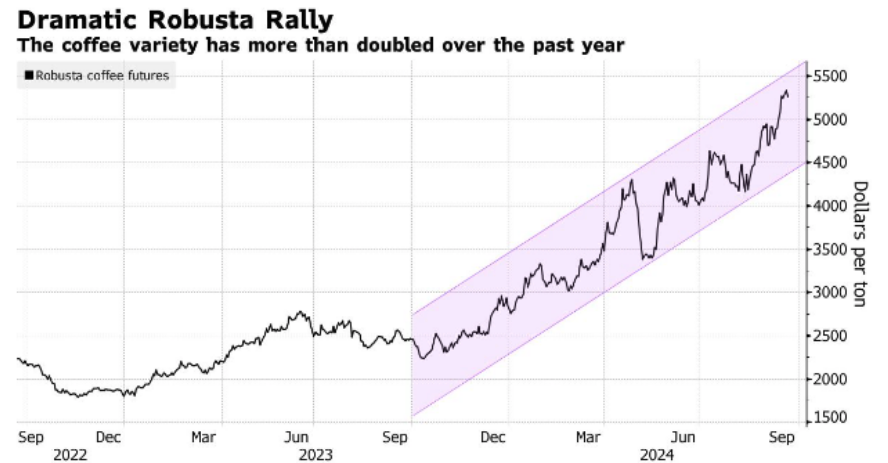 Giá cà phê robusta tăng mạnh