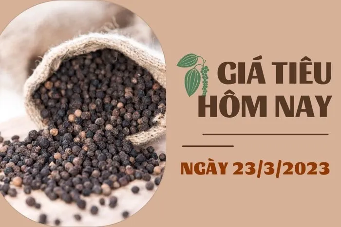 Giá tiêu hôm nay 23/3: Giảm 500 đồng/kg, cao su kỳ hạn tăng