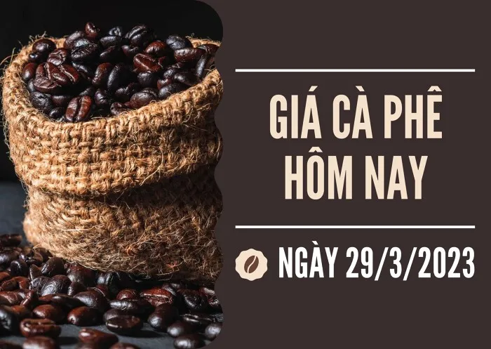 Giá cà phê hôm nay 29/3: Quay đầu giảm 500 đồng/kg