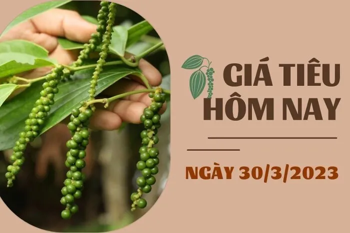 Giá Tiêu và Cao su hôm nay 30/3: Tiêu thị trường lặng sóng, Cao su TOCOM tăng dưới 0,5%