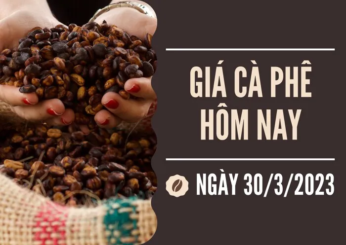 Giá cà phê hôm nay 30/3: Quay đầu giảm 300 đồng/kg