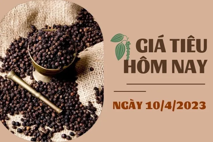 Giá Tiêu và Cao su hôm nay 10/4: Tiêu đồng loạt chững lại, cao su kỳ hạn biến động trái chiều