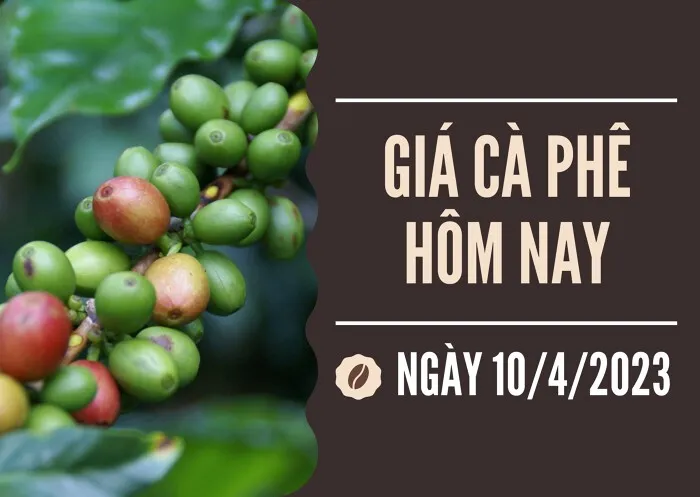 Giá cà phê hôm nay 10/4: Arabica tăng 1,92% ngày đầu tuần