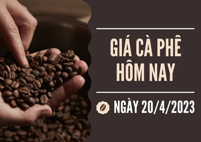 Giá cà phê hôm nay 20/4: Tiếp tục tăng 1.000 đồng/kg