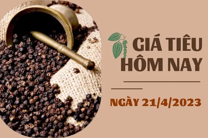 Giá Tiêu và Cao su hôm nay 21/4: Tiêu vượt ngưỡng 66.000 đồng/kg, cao su SHFE tăng gần 0,5%