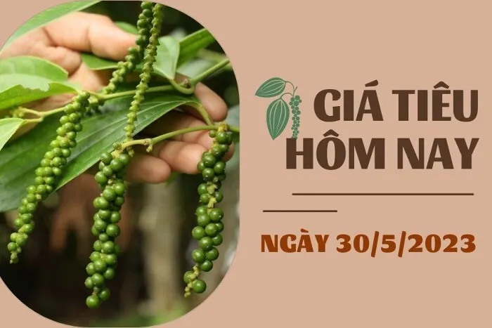 Giá Tiêu và Cao su hôm nay 30/5: Tiêu cao nhất 74.000 đồng/kg, cao su biến động trái chiều