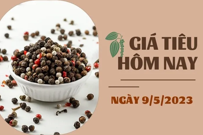 Giá Tiêu và Cao su hôm nay 9/5: Tiêu duy trì ổn định, cao su SHFE tăng hơn 1,5%