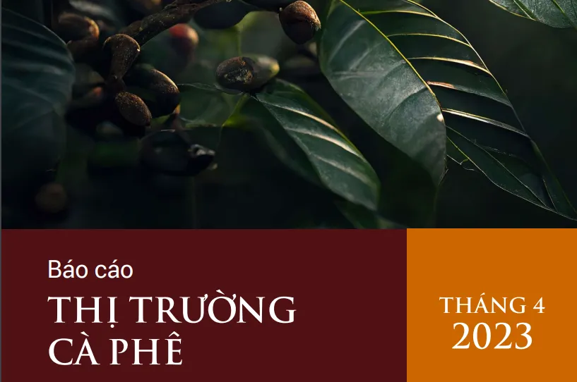 [Báo cáo] Thị trường cà phê tháng 4/2023: Giá cà phê nội địa thiết lập kỷ lục mới