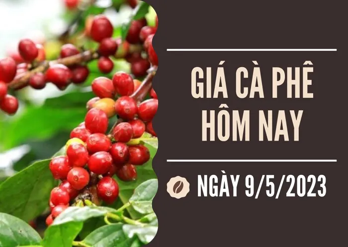 Giá cà phê hôm nay 9/5: Sắp chạm ngưỡng 54.000 đồng/kg