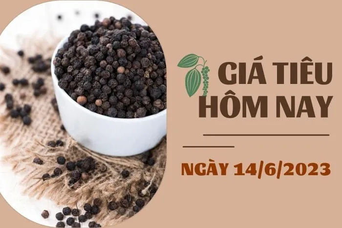 Giá Tiêu và Cao su hôm nay 14/6: Tiêu quay đầu tăng trở lại, cao su SHFE tăng hơn 1%