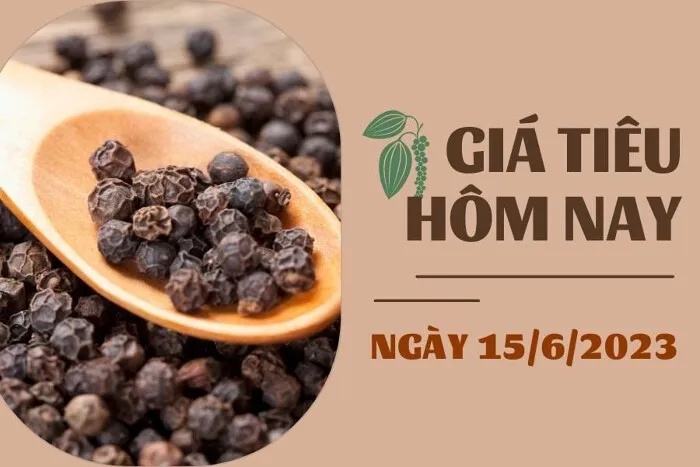 Giá Tiêu và Cao su hôm nay 15/6: Tiêu tiếp tục tăng, cao su giảm dưới 1%