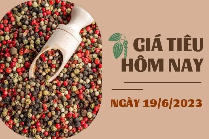 Giá Tiêu và Cao su hôm nay 19/6: Tiêu đồng loạt giảm, cao su tăng không quá 0,5%