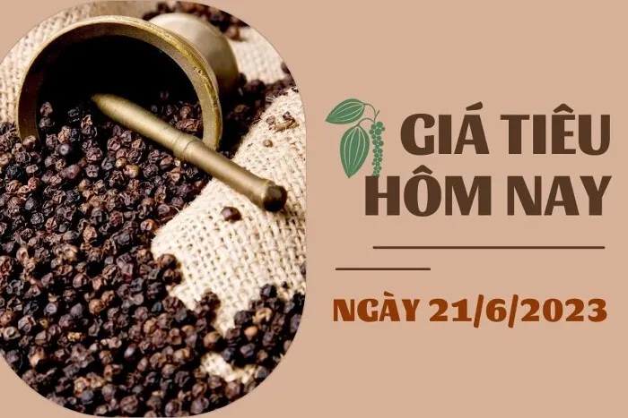 Giá Tiêu và Cao su hôm nay 21/6: Tiêu cao nhất 73.000 đồng/kg, cao su biến động trái chiều