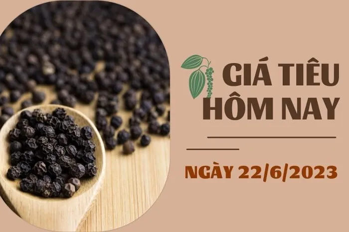 Giá Tiêu và Cao su hôm nay 22/6: Tiêu tiếp tục ổn định, cao su TOCOM giảm dưới 0,5%