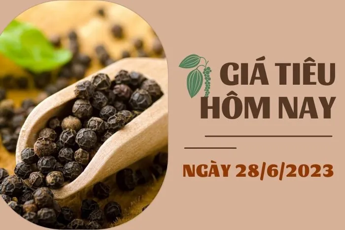 Giá Tiêu và Cao su hôm nay 28/6: Tiêu đồng loạt giảm, cao su biến động trái chiều