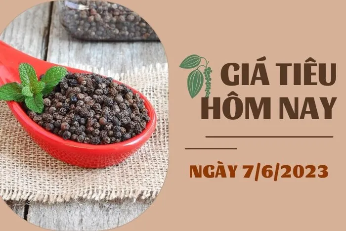 Giá Tiêu và Cao su hôm nay 7/6: Tiêu giảm nhẹ 1.000 đồng/kg, cao su kỳ hạn tăng giảm trái chiều