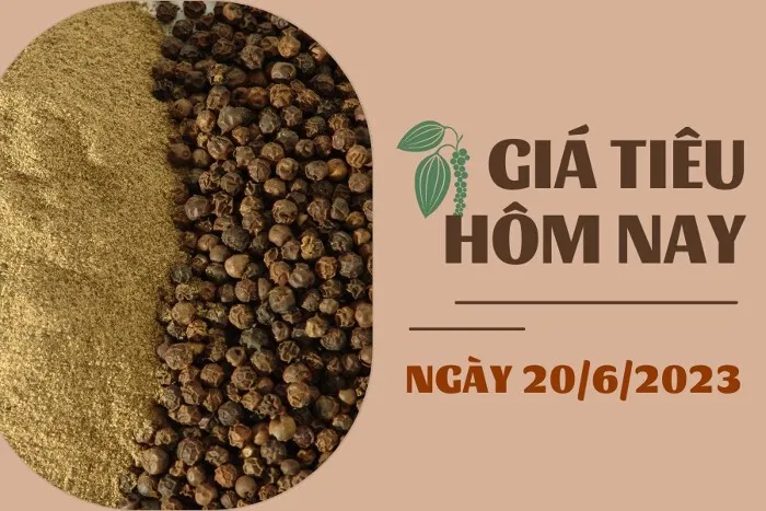 Giá tiêu hôm nay 20/6: Thị trường lặng sóng, cao su kỳ hạn giảm hơn 0,5%