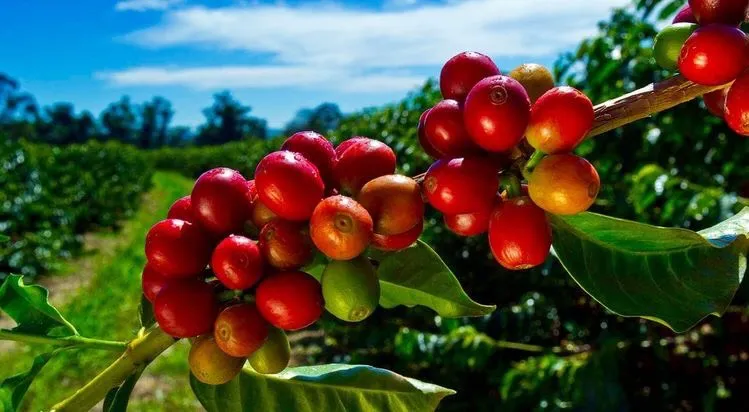 Giá cà phê robusta có thể tiếp tục tăng do hiện tượng thời tiết El Nino