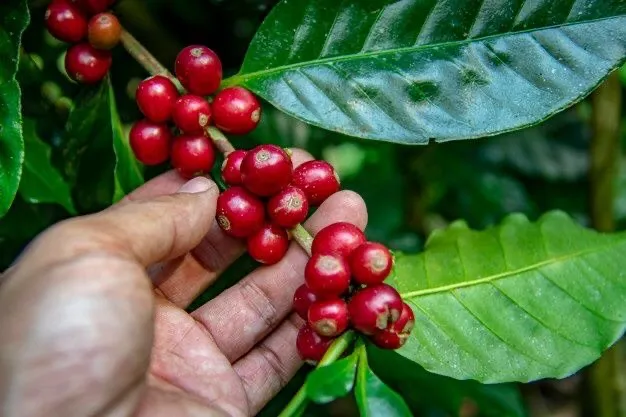 Giá cà phê robusta thế giới tăng lên mức cao nhất 28 năm do lo ngại nguồn cung thiếu hụt