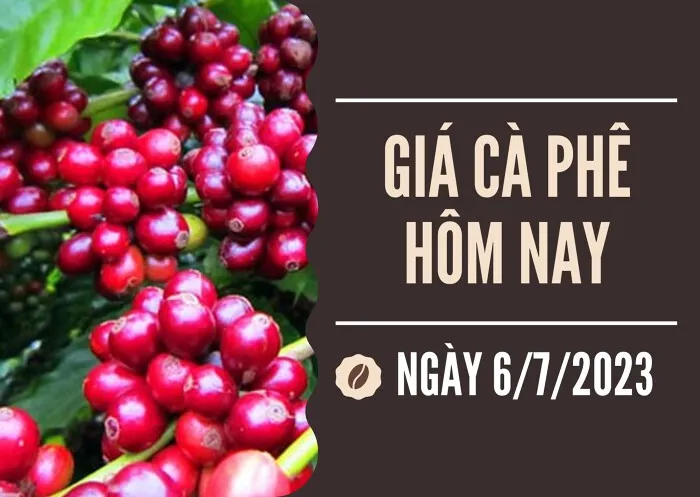 Giá cà phê hôm nay 6/7: Tiếp tục giảm trên diện rộng