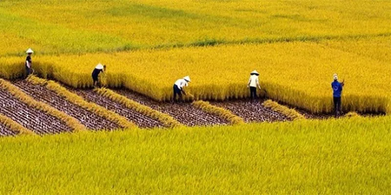 Găm lúa gạo để đẩy giá: Coi chừng mất thị trường