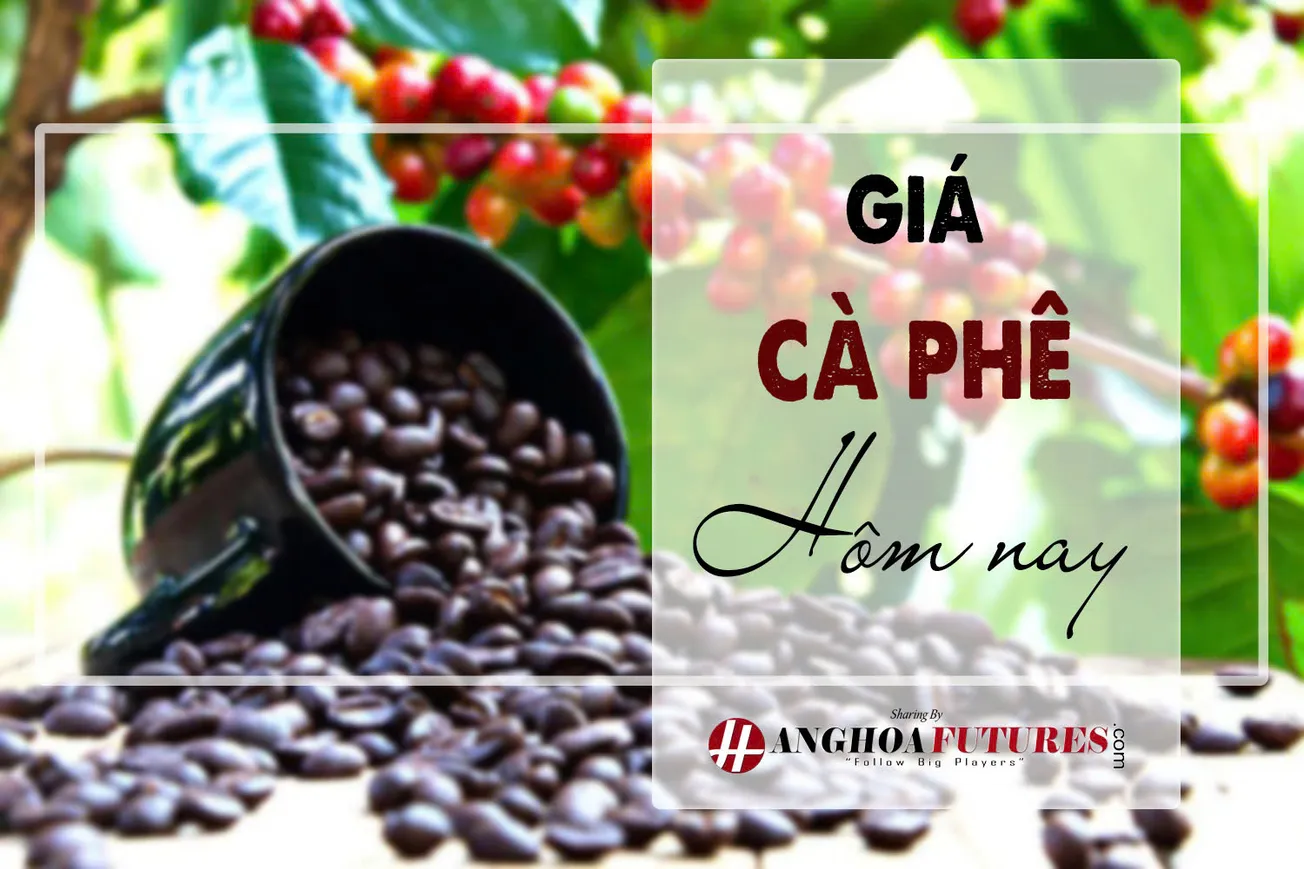 Giá cà phê hôm nay 27/9: Liên tục thiết lập kỷ lục mới, giá cà phê robusta vượt 5.500 USD/tấn