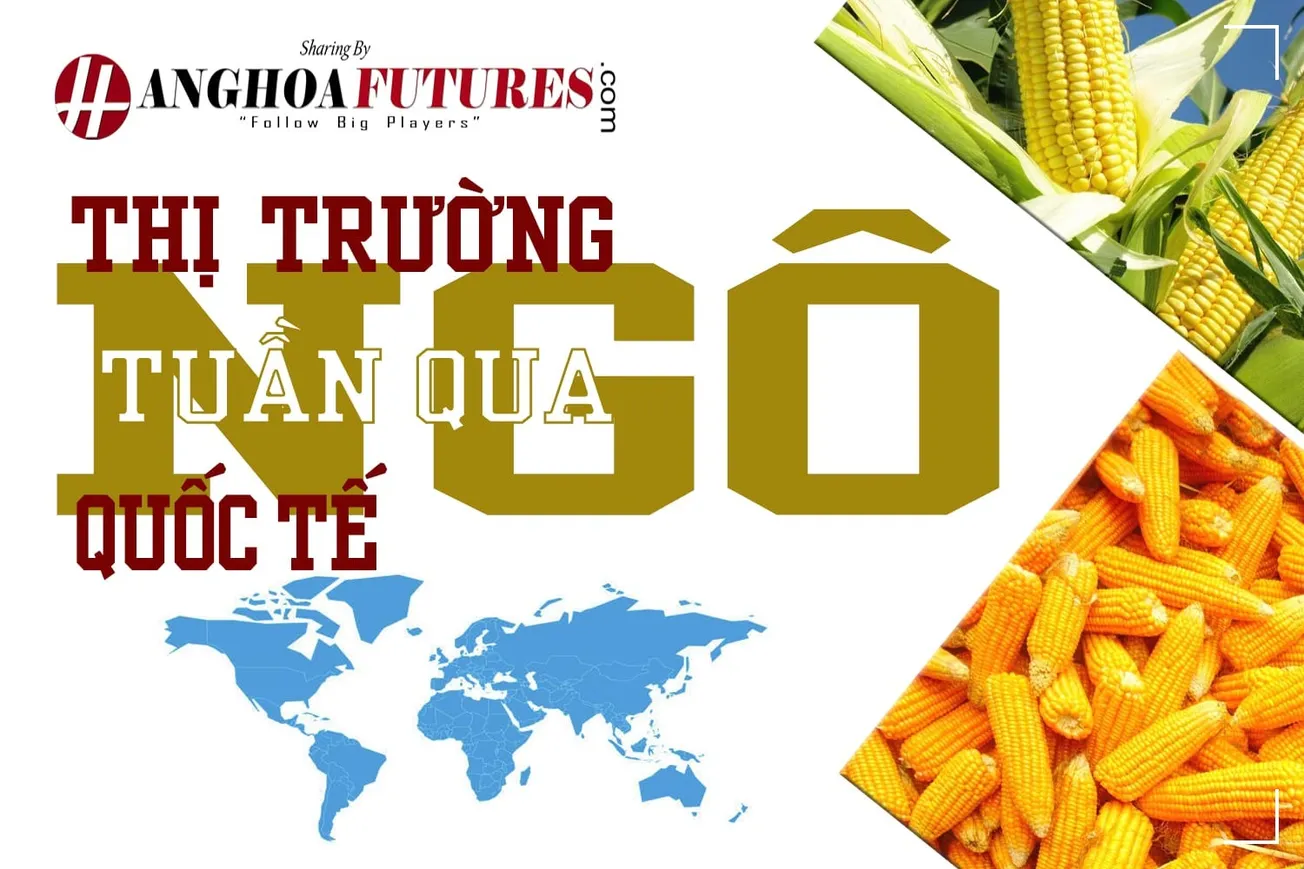 Thị trường Lúa mì Quốc tế Tuần qua (24/9-28/9/2024)