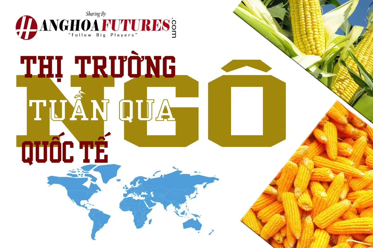 Thị trường Ngô Quốc tế Tuần qua (18/11-23/11/2024)