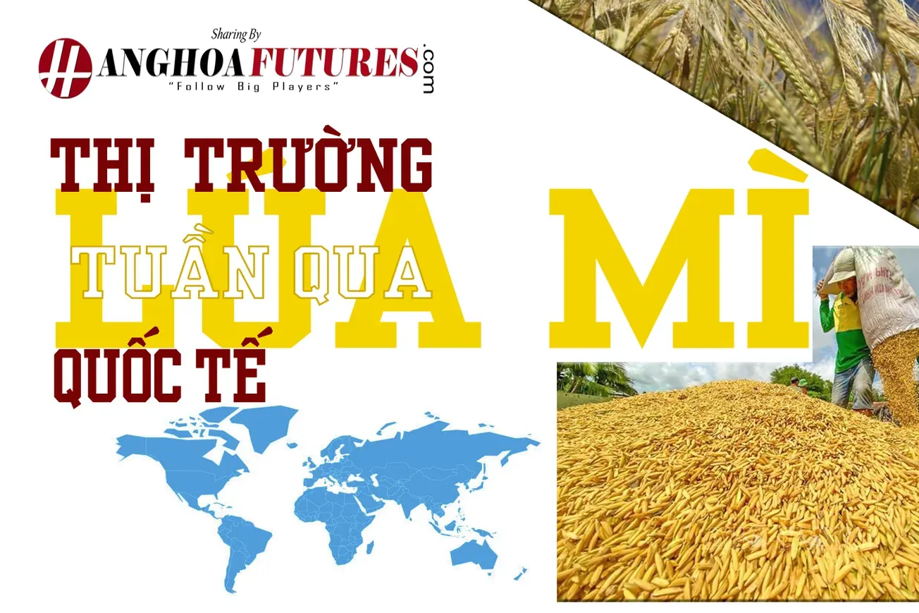 Thị trường Lúa mì Quốc tế Tuần qua (26/11-30/11/2024)